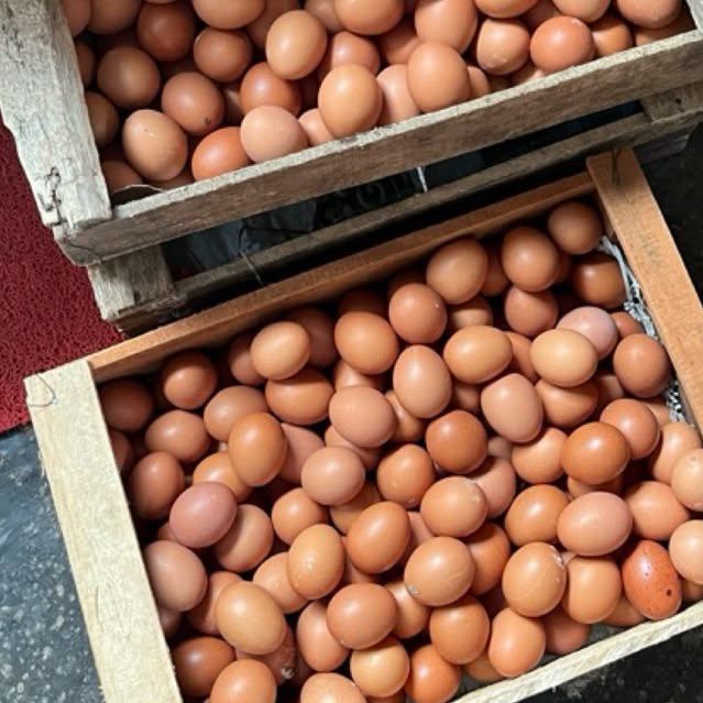 Dua peti kayu berisi telur coklat ayam negeri