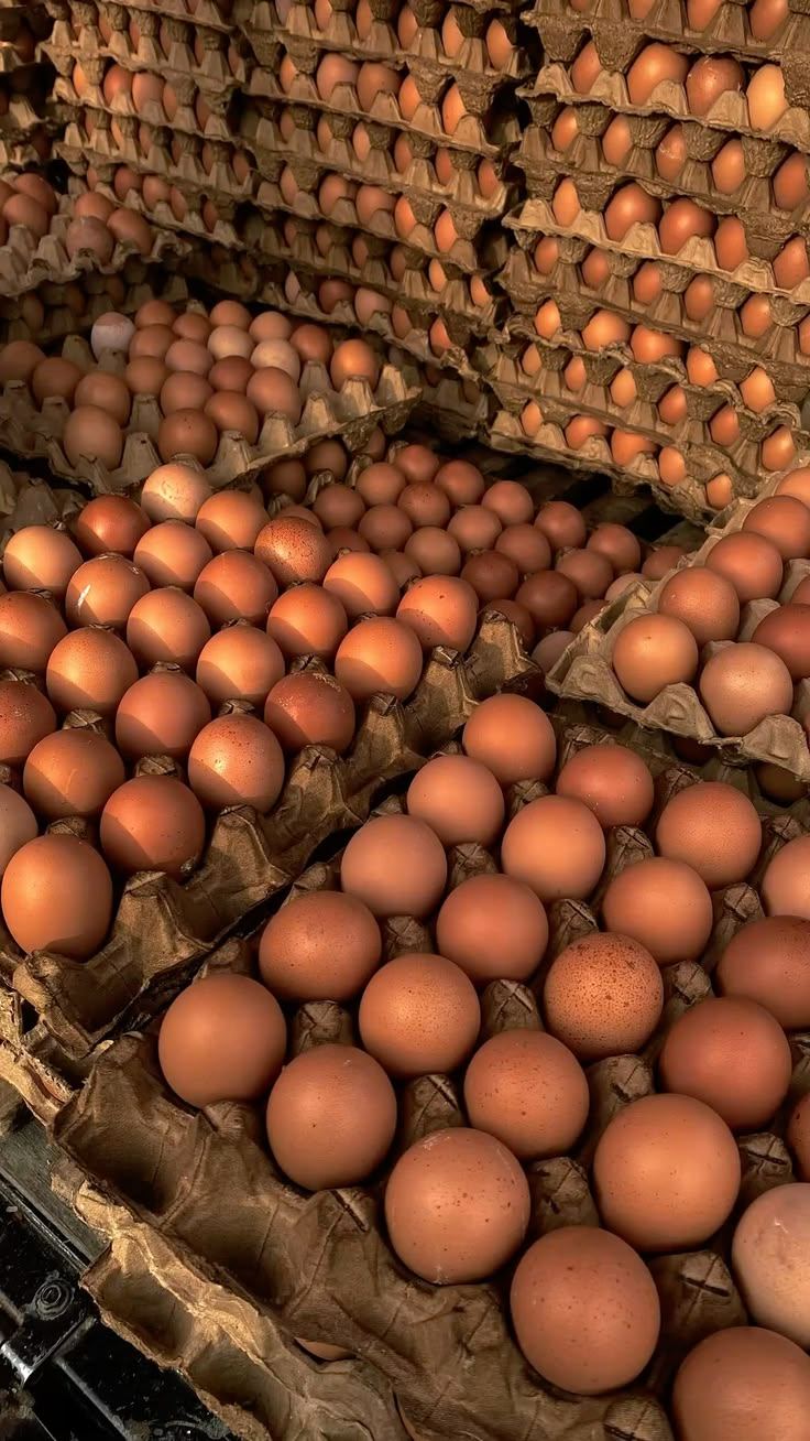 Tray telur coklat bertumpuk siap dijual